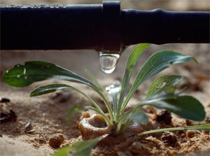 our team can install professional drip irrigation systems